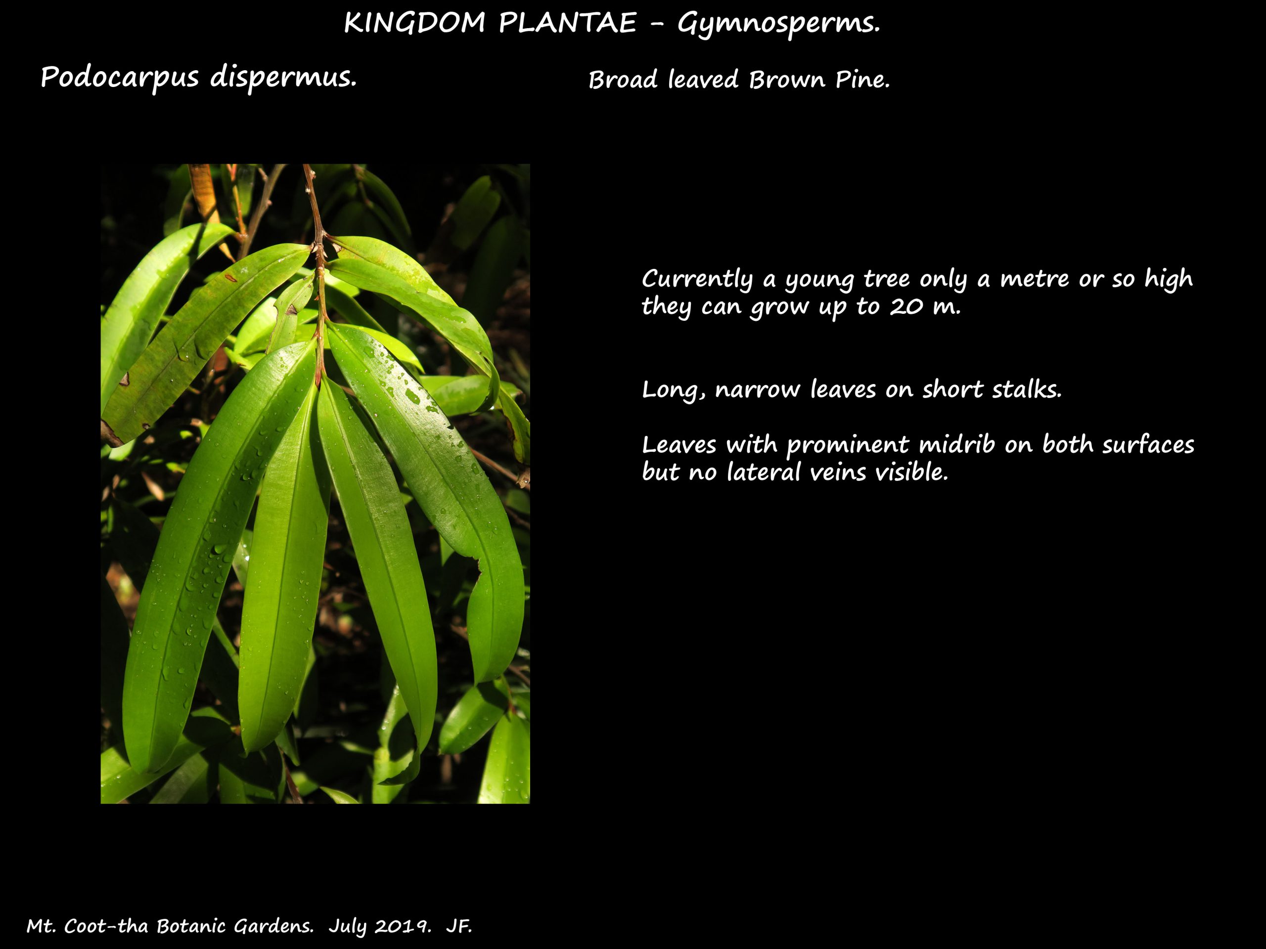 1 Podocarpus dispermus leaves